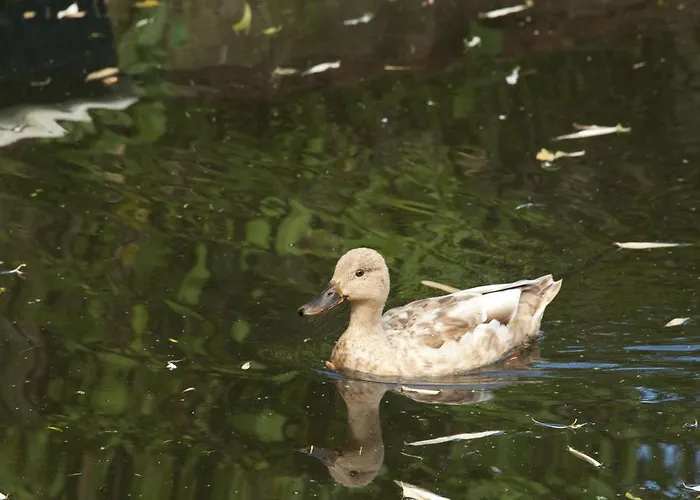Lejlighed Canal Garden Staywell Amsterdam
